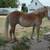 haflinger team 5 thumbnail