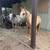 Palomino gelding 4 thumbnail