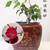 10 years old Bonsai Red Plum blossom without buds 2 thumbnail