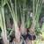 Golden Cane // Triangle // Dwarf date // Med fan // King Palms 15 thumbnail