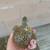 Box turtles, teengers 1 thumbnail