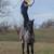 Nice Big Gelding 8 thumbnail