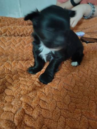 Long haired  chihuahua (Mohawk)63670756567553124
