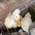 White Crested ducks 3 thumbnail