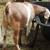 Boer wethers 1 thumbnail