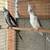 Cockatiels 9 thumbnail