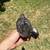 Chick 3 thumbnail