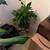 Assorted Indoor Plants Ceramic Pots 2 thumbnail