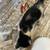 5 Friendly Kittens 2 thumbnail