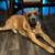 Cane corso puppies 19 thumbnail