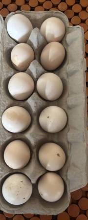 Huevos fértiles de silkie disponibles