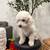 Mini Goldendoodle puppies 4 thumbnail