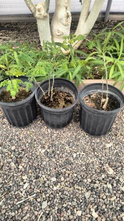 Moringa 1