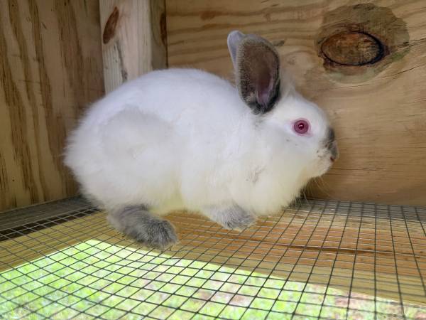 Lionhead Bunny 1