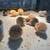 Button Quail 1 thumbnail