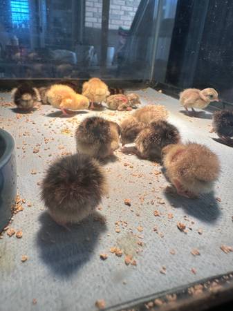 Button Quail 1