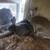 New Zealand rabbits babies 2 thumbnail