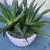 A lovely bowl of Gasteria Flow aloe 4 thumbnail