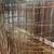 Wire Fencing 2 thumbnail