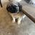 Puppies 1 thumbnail