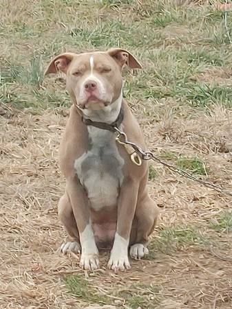 Female Pit 1