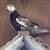 Pigeons 3 thumbnail
