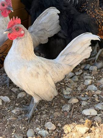 Bantam Roosters 1