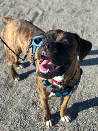 3 Adult Boxer Dogs for rehominig ASAP63679552789507121