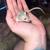Fancy mice looking for new zip codes 5 thumbnail