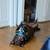 Rehoming Adult Lab Mix 2 thumbnail