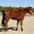Youth Friendly AQHA Bay Gelding - Ranch & Trail Horse 4 thumbnail