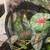Gargoyle Gecko & Home 4 thumbnail