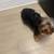 6 month yorkie 1 thumbnail