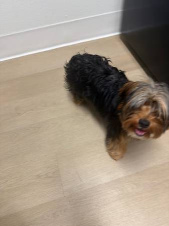 6 month yorkie 1