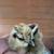 Silkie Chicks 5 thumbnail