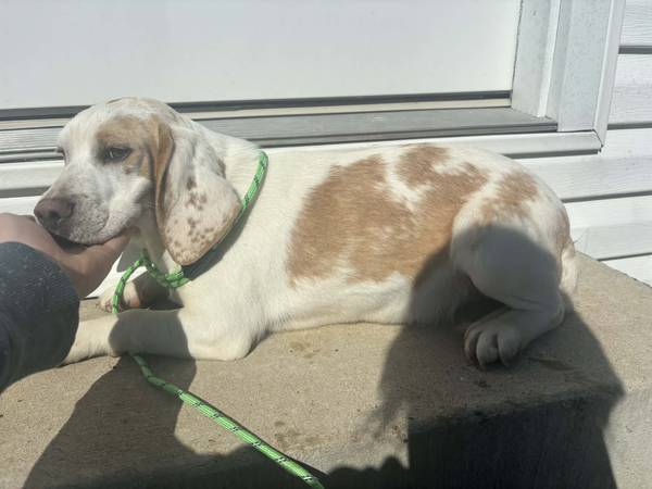 Female lemon spot beagle 1