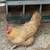 Hens 1 thumbnail