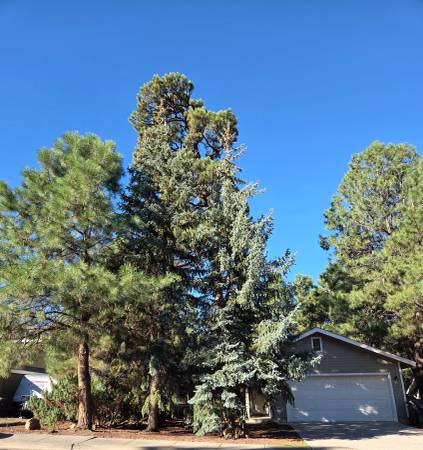 Centrally located single level house with mature Ponderosa Pines 1