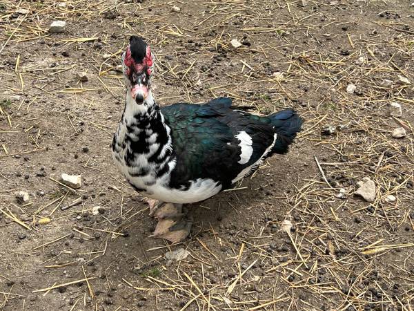Muscovy drake 1