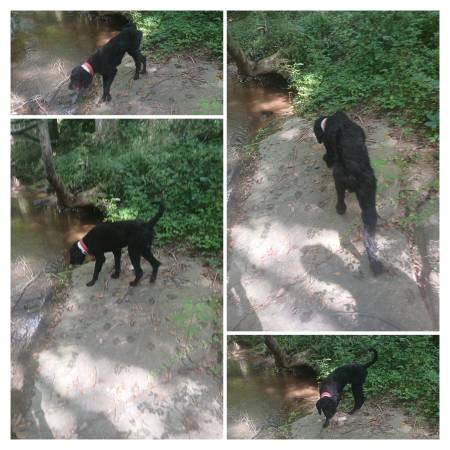 Poodle estándar (Belton)63661489998465122