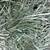 Orchard grass hay 8 thumbnail