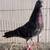 Roller pigeons 7 thumbnail