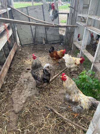 Roosters 1