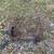 Animal cages all sizes for dogs, cats chickens, rabbit 7 thumbnail