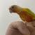 Conure parrot 4 thumbnail