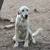 Great Pyrenees 1 thumbnail