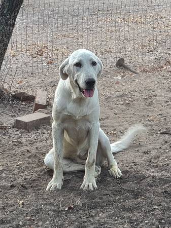 Great Pyrenees 1