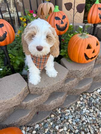 Australian Labradoodles (Surprise)64048129047939120