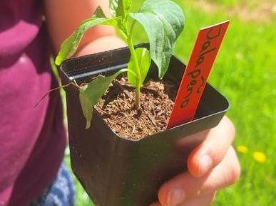 Pepper Plants 1