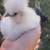 Silkie Chickens 🐓 1 thumbnail